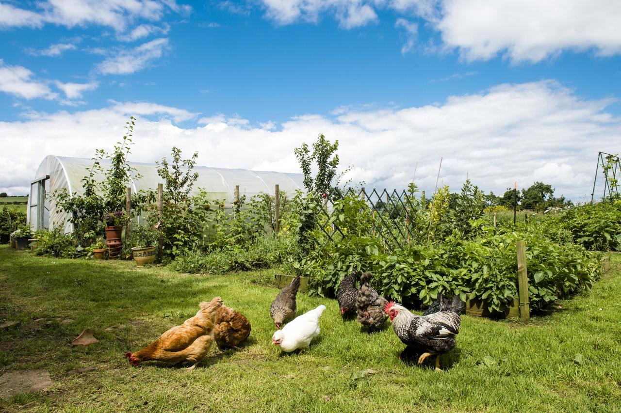 Peartree Hill Bed & Breakfast Dundonald  Ngoại thất bức ảnh